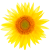 Littlefair Care Home sunflower