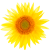 Littlefair Care Home sunflower